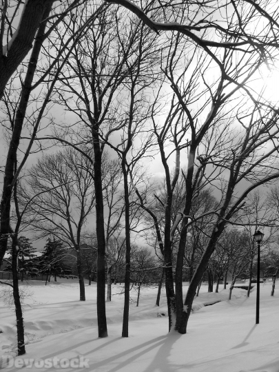 Devostock Trees Snow WinterXmas 4K