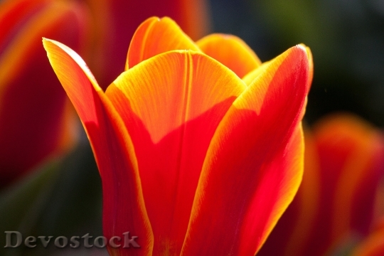 Devostock Tulip Lily Nature Flowers 5729 4K.jpeg