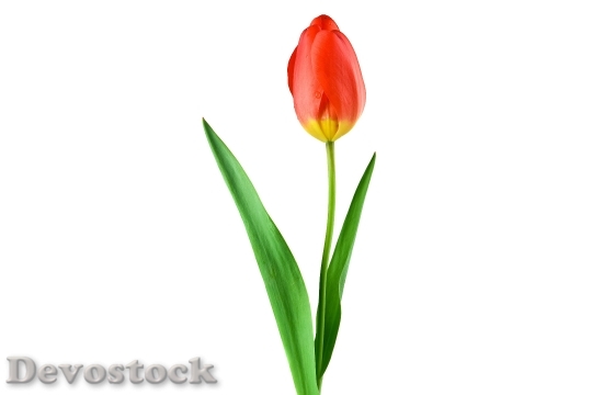 Devostock Tulip Red Plant Flower 6877 4K.jpeg