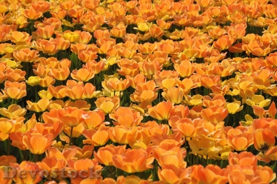 Devostock Tulips Holland Tulip Fields Royalty Free 8802 4K.jpeg