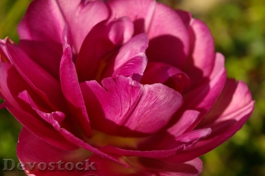 Devostock Tulips Red Flower Spring 15965 4K.jpeg