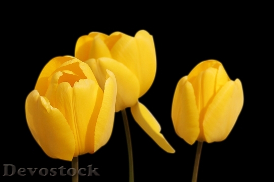 Devostock Tulips Yellow Flowers Spring 9973 4K.jpeg