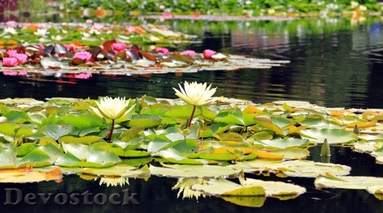 Devostock Water Lilies Nuphar Aquatic Plants Flowers 15823 4K.jpeg