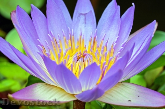 Devostock Water Lily Flower Flowers Purple 15843 4K.jpeg