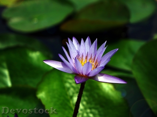 Devostock Water Lily Flower Pond Aquatic 5487 4K.jpeg