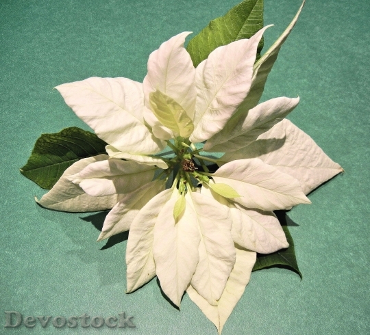 Devostock White Poinsettia Christmas Fower 4K