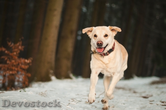 Devostock Winter Animal Dog 24873 4K