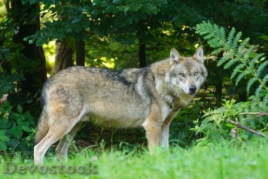 Devostock Wolf Predator European Wolf Carnivores 1256 4K.jpeg