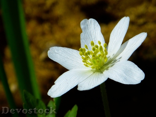 Devostock Wood Anemone Spring Flower Blossom 5780 4K.jpeg