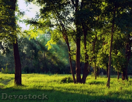 Devostock Wood Light Landscape 65537 4K