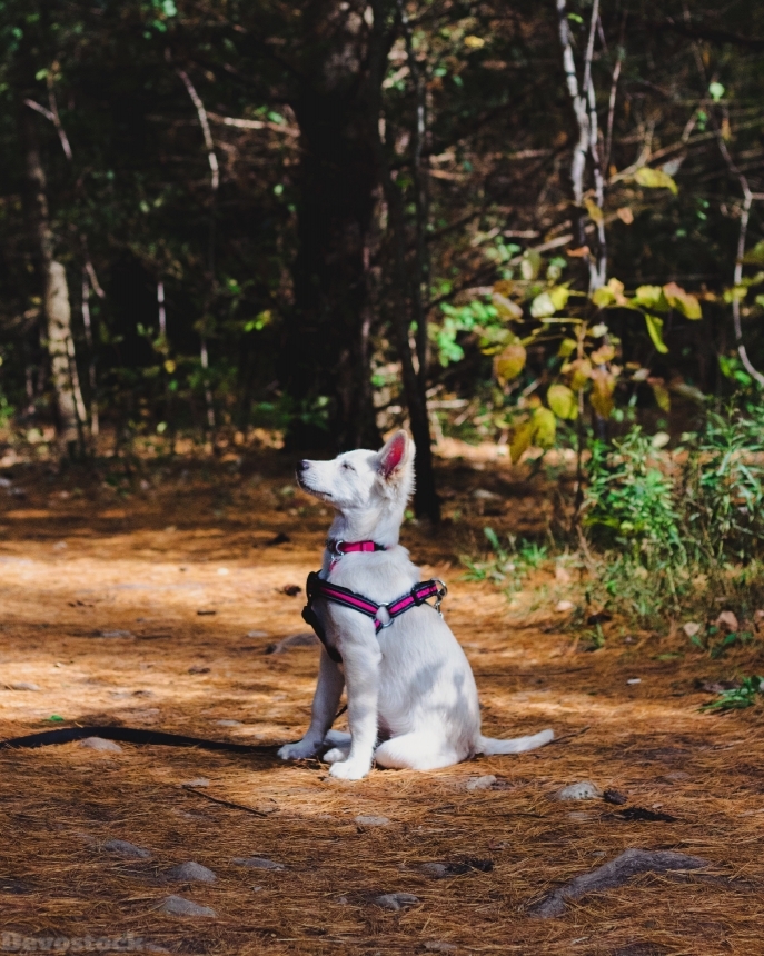 Devostock Adorable Animal White Dog Photography Nature 4k