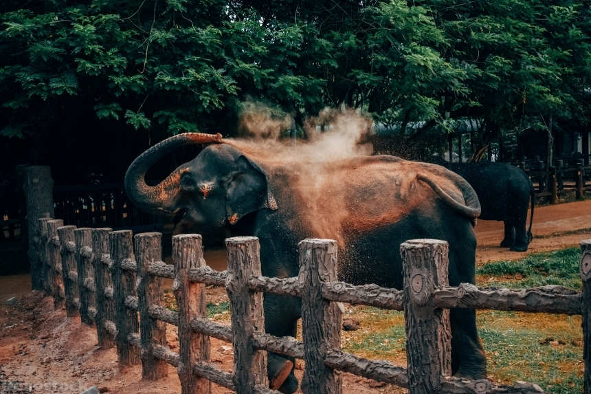 Devostock African Elephant Animal Photography Playing Nature 4k