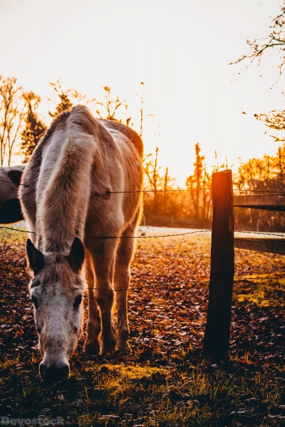 Devostock Agriculture Horse Animal Photography Sunset 4k