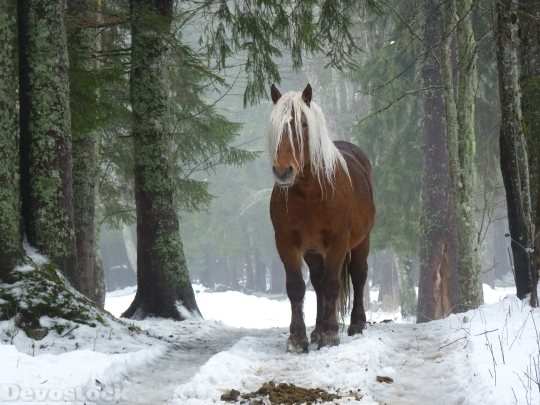 Devostock Amazing Horse Hair Snow Nature 4k