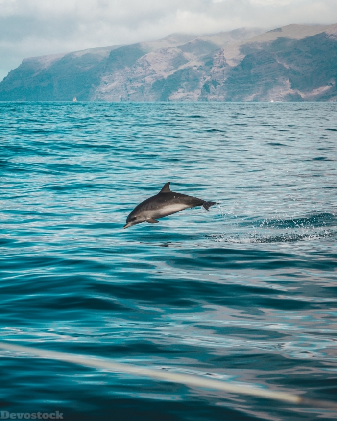 Devostock Animal Atlantic Ocean Beach Sea Dolphin 4k