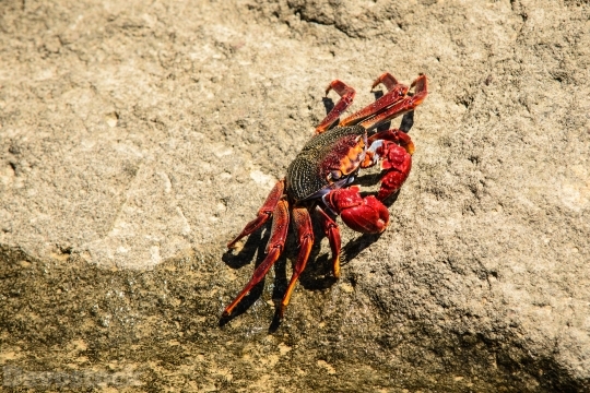 Devostock Animal Beach Sand Crab 4k