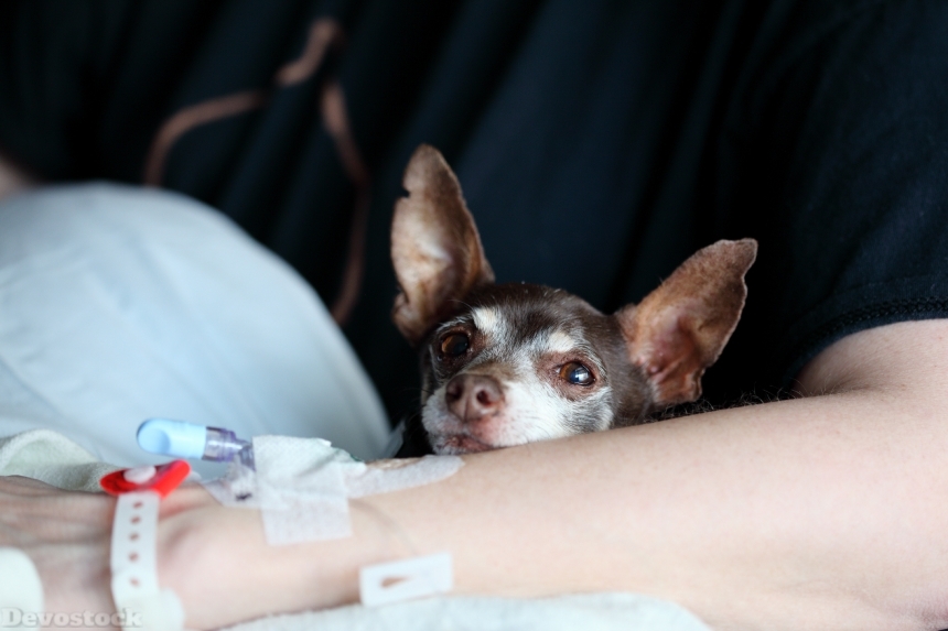 Devostock Animal Bed Canine Dog Patient Hospital 4k