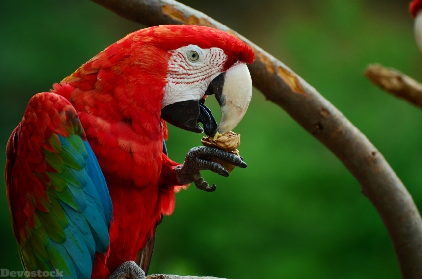 Devostock Animal Bird Green Winged Macaw Eating Nuts 4k
