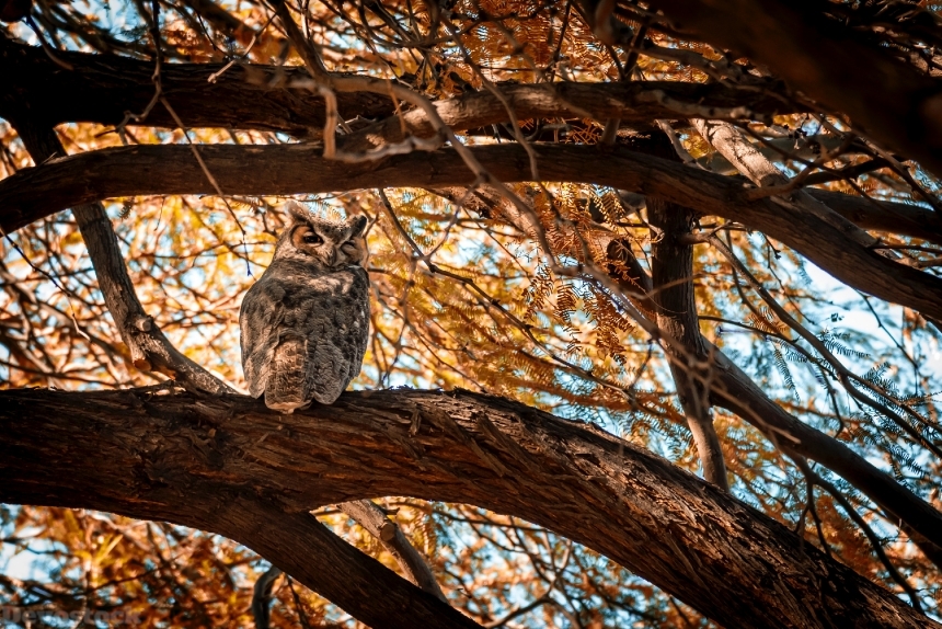 Devostock Animal Bird Photography Autumn Owl 4k