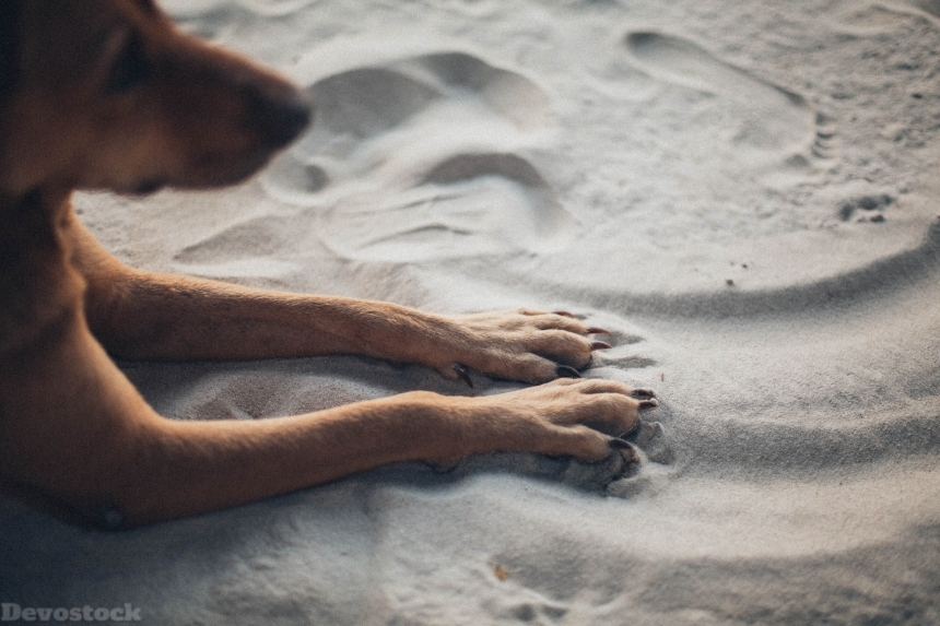 Devostock Animal Canine Cute Dog Sand 4k