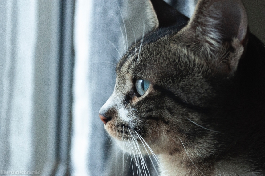 Devostock Animal Cat Photography Blur Windows 4k
