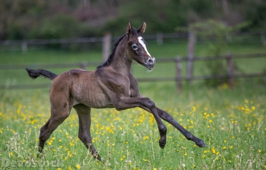 Devostock Animal Cute Nature Horse Baby Foal 4k