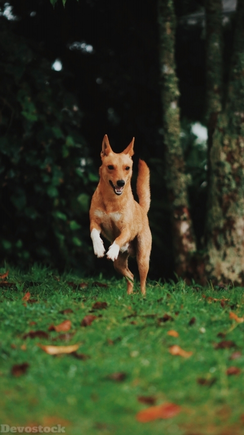 Devostock Animal Dog Photography Blurred Background Jumping Nature 4k