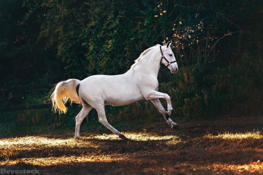 Devostock Animal Domestic Animal White Horse Running 4k