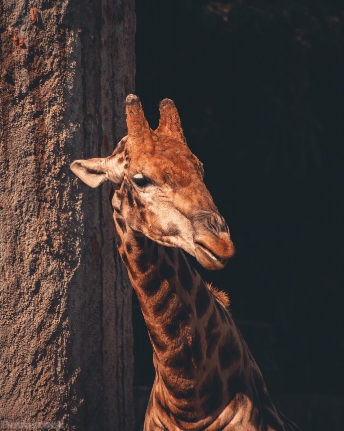 Devostock Animal Giraffe Head Photography Portrait 4k