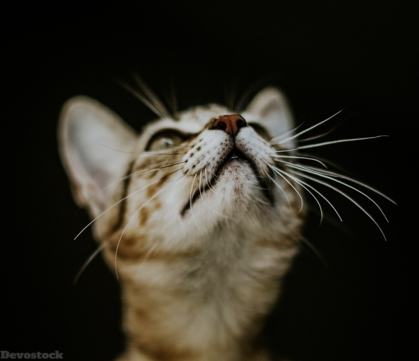 Devostock Animal Looking Photography Cat 4k