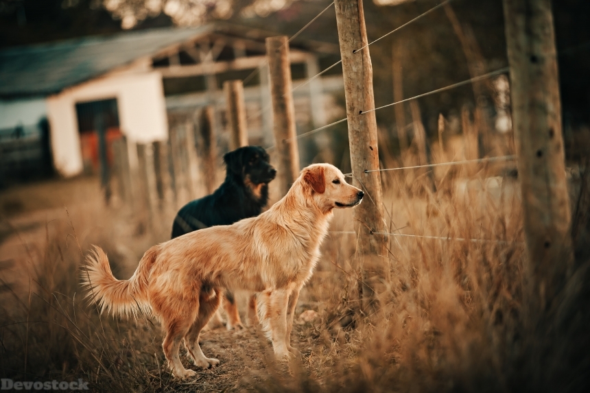 Devostock Animal Photography Animals Blur Dogs  4k