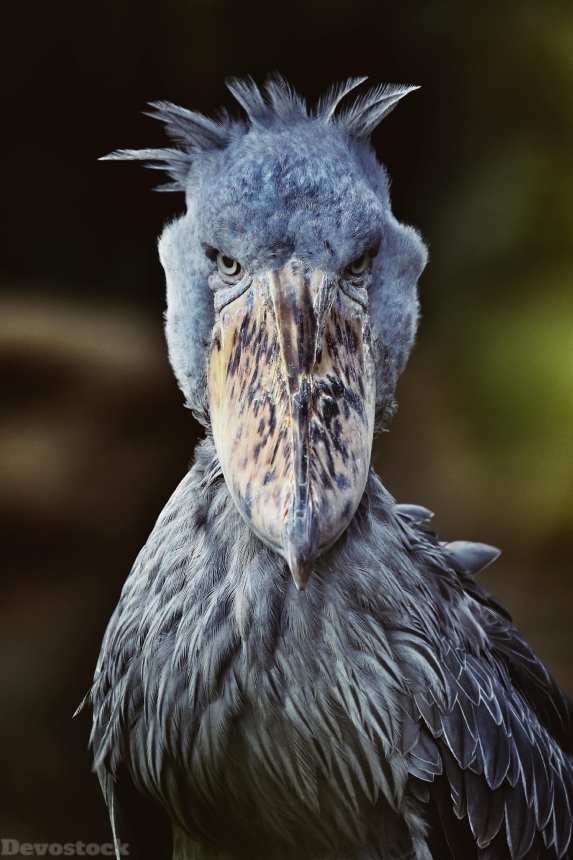 Devostock Animal Weird Bird Mean Angry Rare Nature 4k