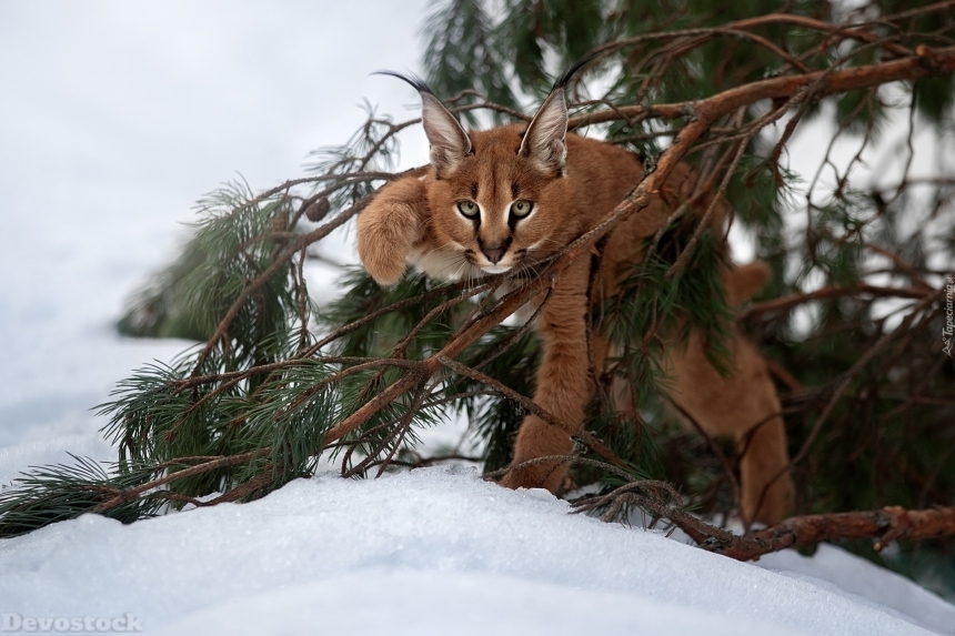 Devostock Animal Wild Cat Snow Cold Nature 4k