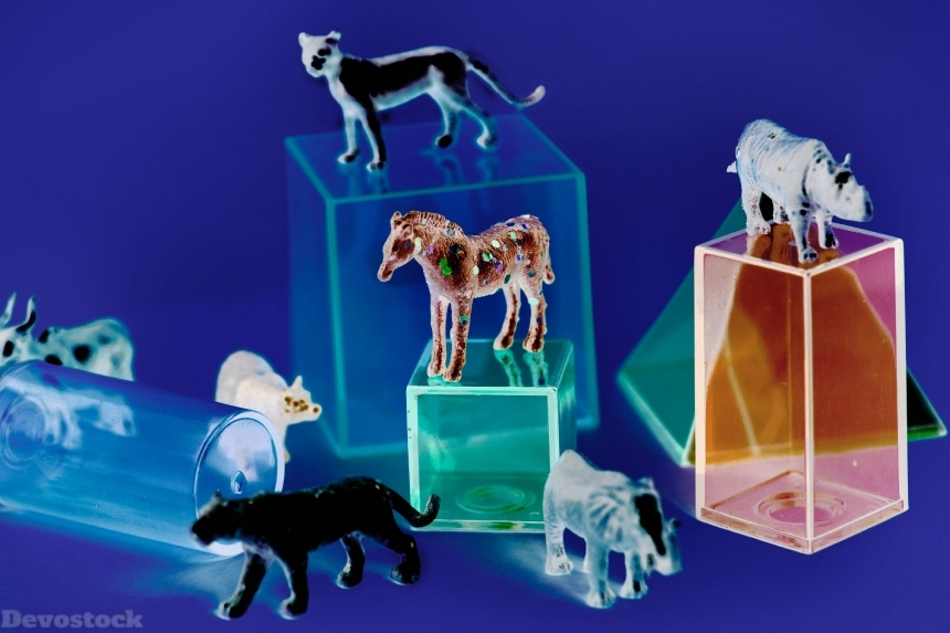 Devostock Animals Assorted Boxes 4k