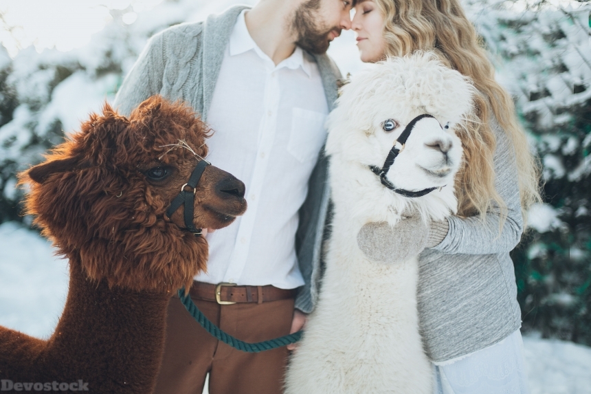 Devostock Animals Happiness Heroesbrief Couples Love Llamas 4k