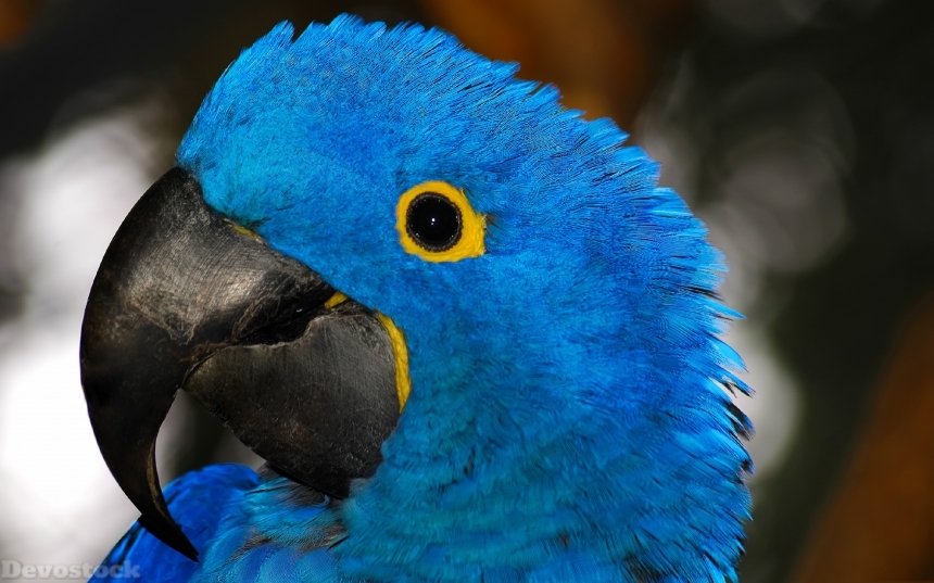 Devostock Birds Blue Parrots Ara (genus) Beak Head Blue Animal 4k