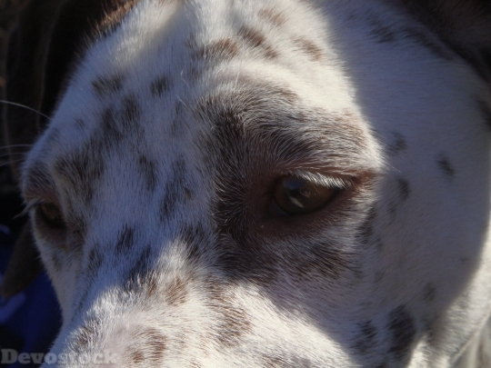 Devostock Dogs Pointer Face Animals 4K