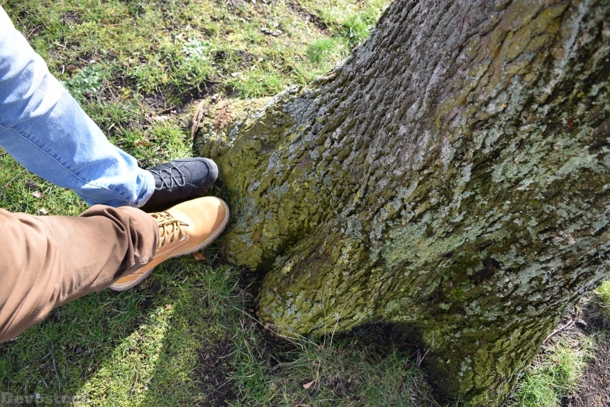 Devostock Exclusive Nature Green Tree Shoes No Face Grass 4k
