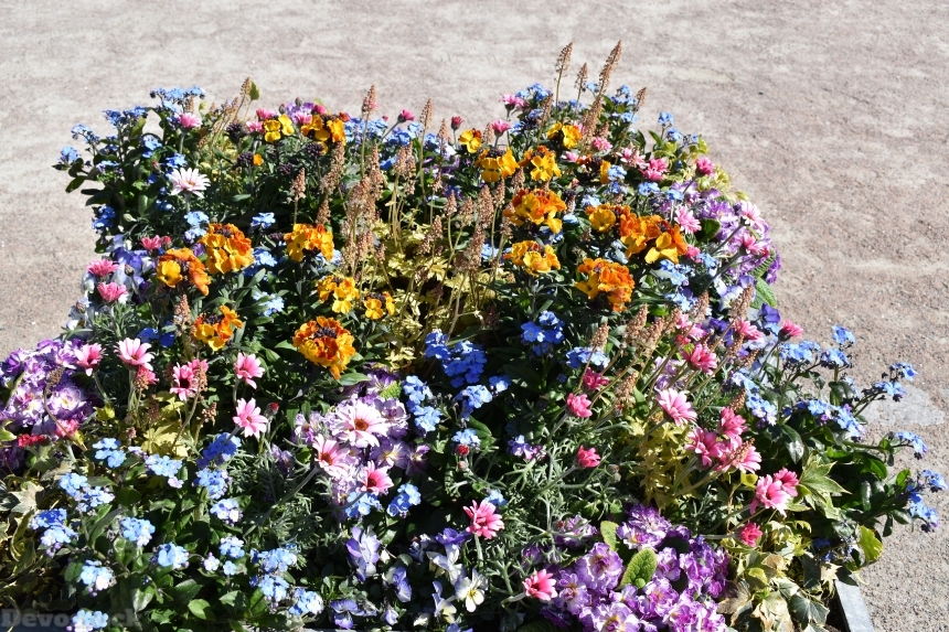Devostock Exclusive Sweden Nature Skane Simrishamn Spring Many Colors Flowers 4k