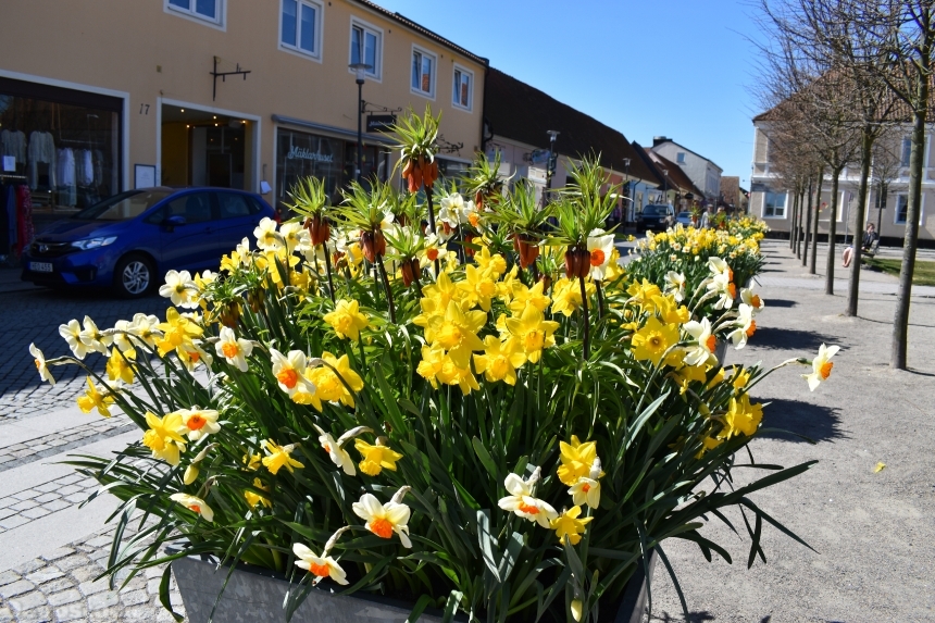 Devostock Exclusive Sweden Nature Skane Simrishamn Spring Street Yellow Flowers 4k