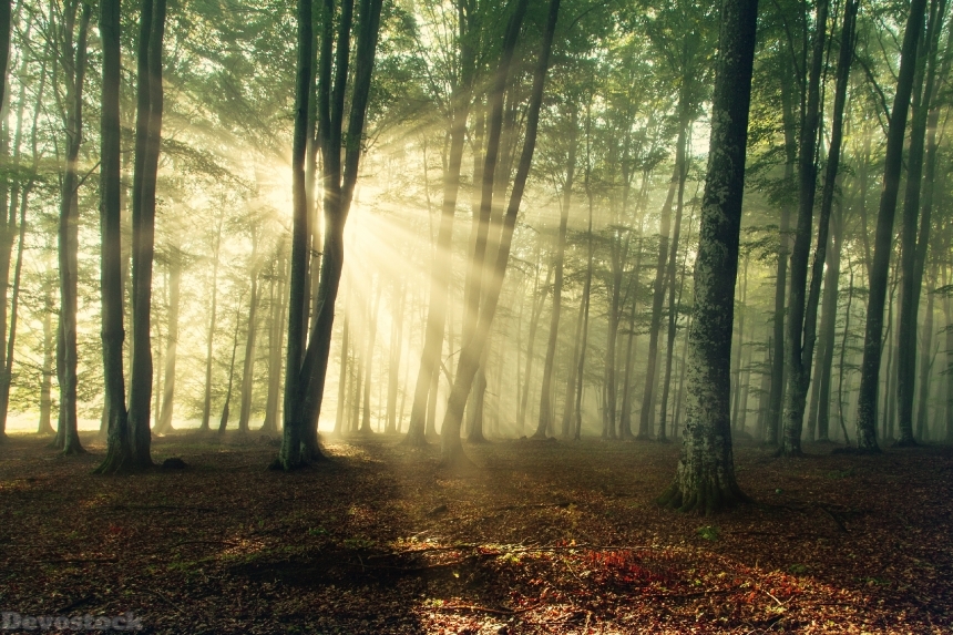 Devostock Forests Trees Rays Of Light 4K