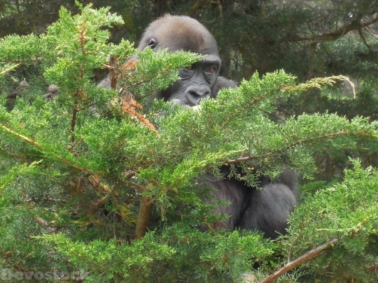 Devostock Gorilla Animal Primate Ape 4K