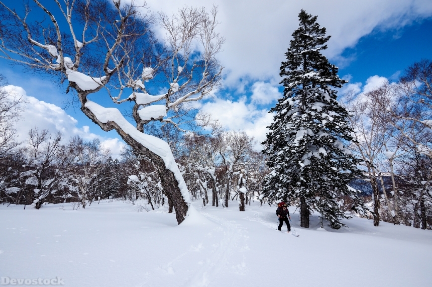 Devostock Japan Winter Sapporo Hokkaido Snow Trees Spruce 4K