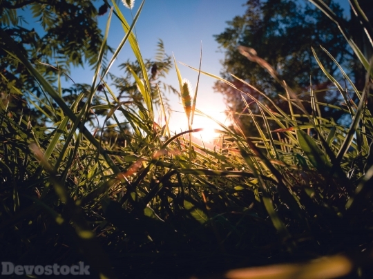 Devostock Lights Grass Sun 4K.jpeg