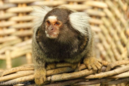 Devostock Marmoset Monkey Animal Mammal 0 4K