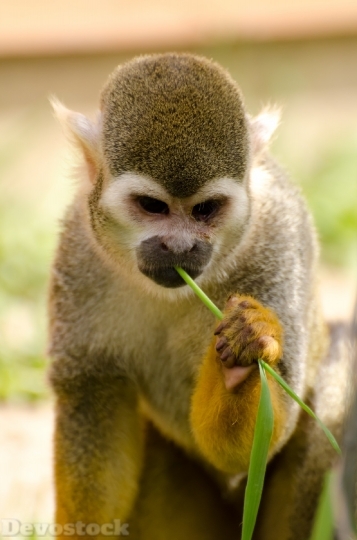 Devostock Monkey Amazon Squirrel Rainforest 1 4K