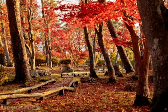 Devostock Nature Autumn Red Trees 4k
