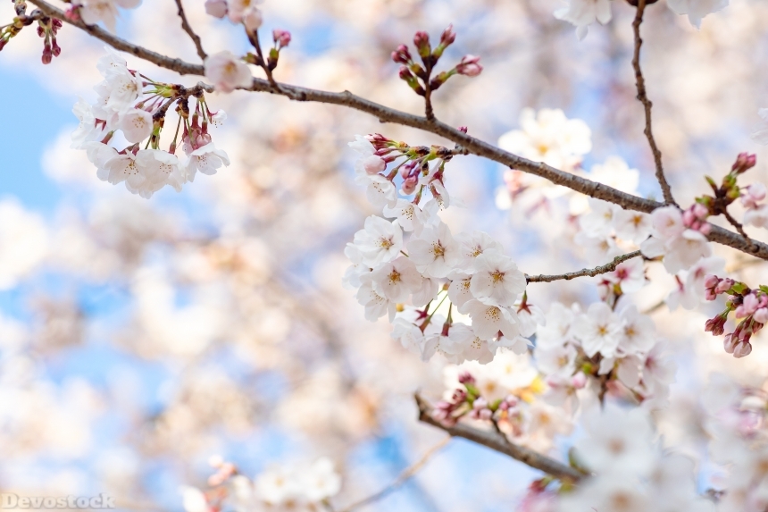 Devostock Nature Blossoms Full Bloom Cherry White Flowers 4k