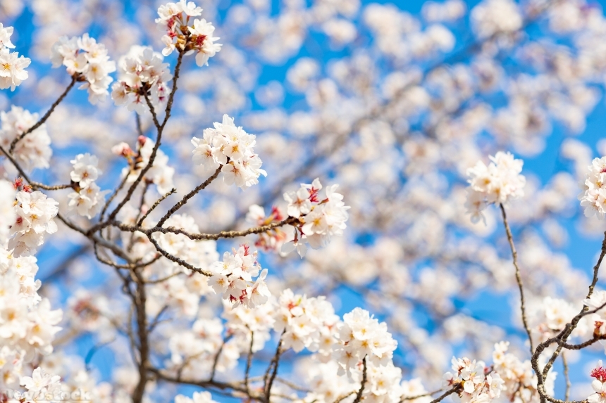 Devostock Nature Blossoms Starting Bloom Cherry White Flowers 4k