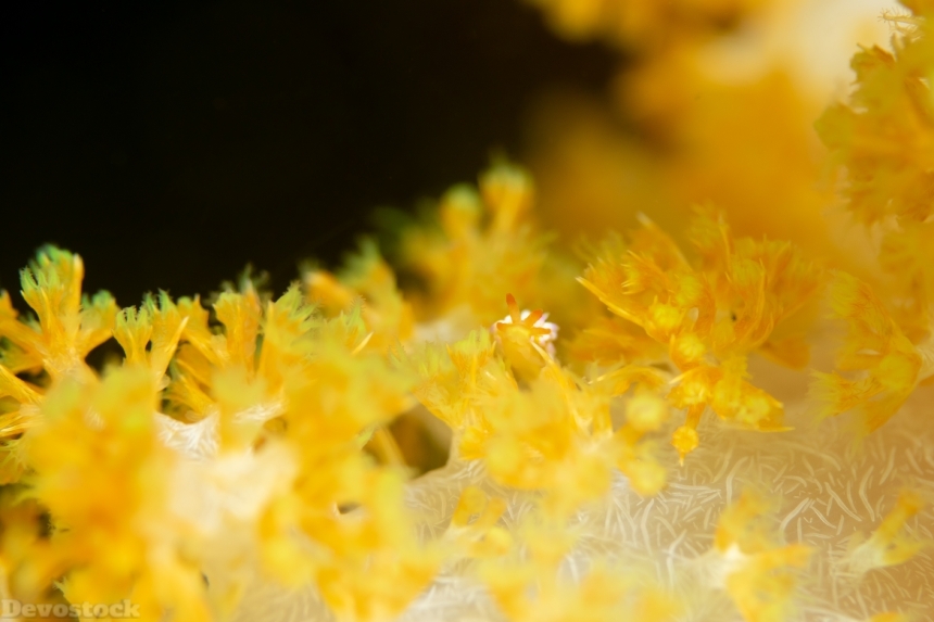 Devostock Nature Deep Under Water Sea Ocean Yellow 4k